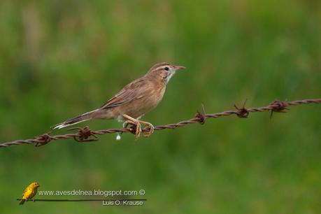Leñatero (Firewood-Gatherer) Anumbius annumbi