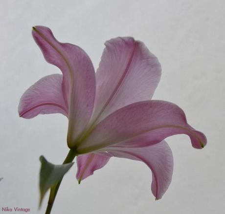 #macrodeldía ... lirios rosas