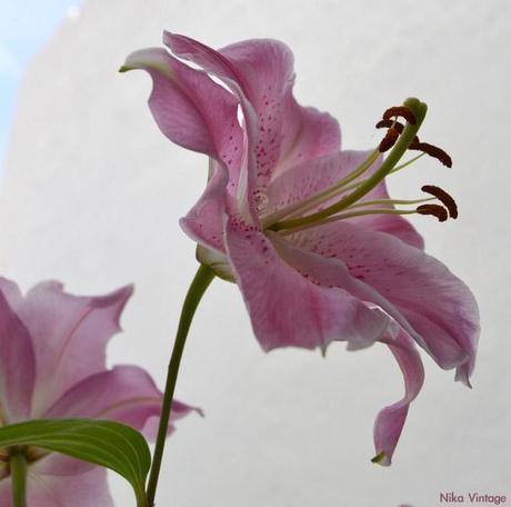 #macrodeldía ... lirios rosas