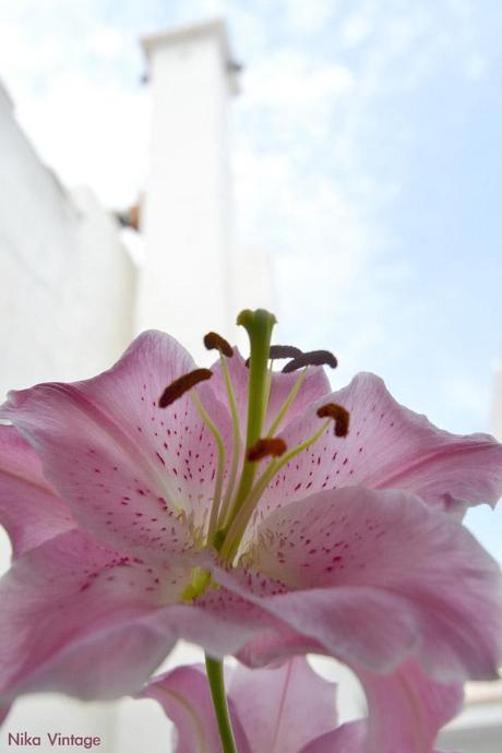 #macrodeldía ... lirios rosas