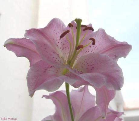 #macrodeldía ... lirios rosas