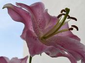 #macrodeldía lirios rosas