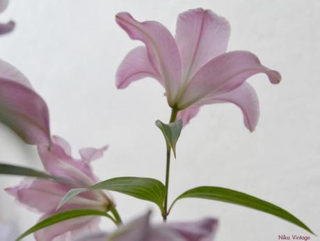 #macrodeldía ... lirios rosas