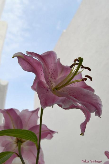 #macrodeldía ... lirios rosas