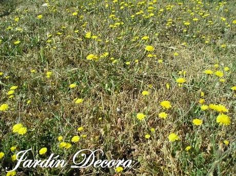 flores-silvestres-amarillas
