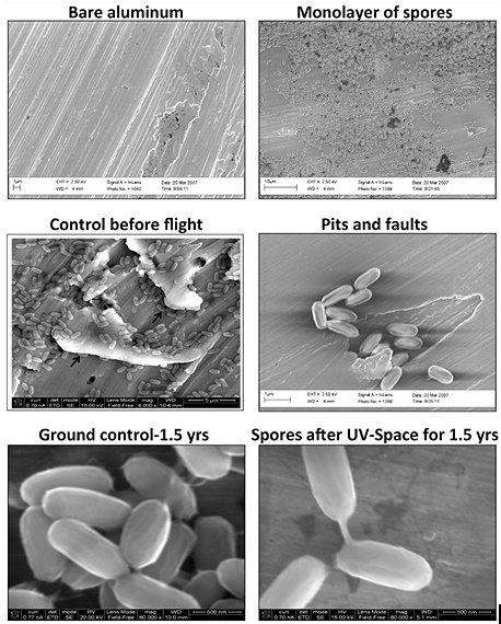 Imágenes de las esporas Bacilus pumilus SAFR-032 (observadas en una micrografía electrónica) en el aluminio antes y después de ser expuestas al espacio en un experimento de la Estación Espacial Internacional. Crédito: P. Vaishampayan, et al/ Astrobiología  