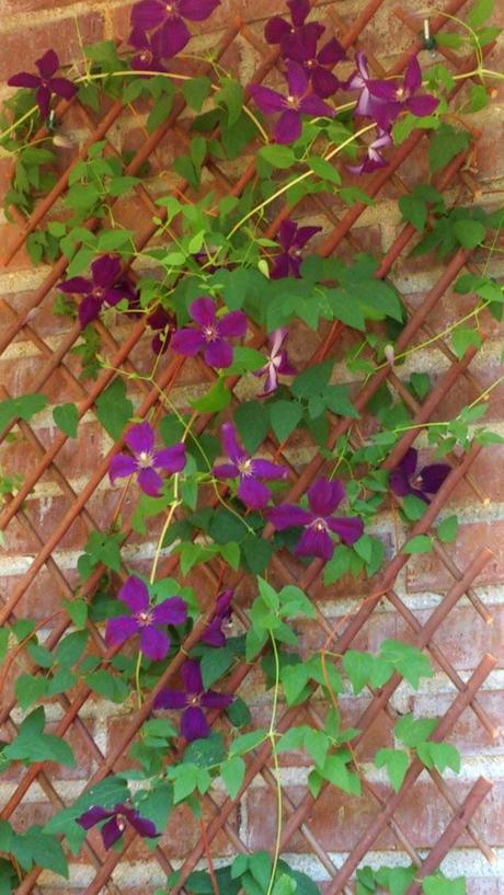 Soportes para trepadoras