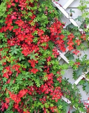 El jardín en mayo 2014