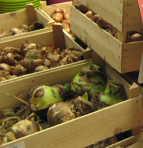 El jardín en marzo 2014