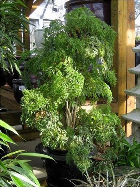 Jardín interior - Paperblog