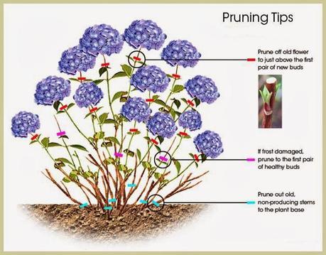 El jardín en febrero 2014 El jardín en febrero 2014