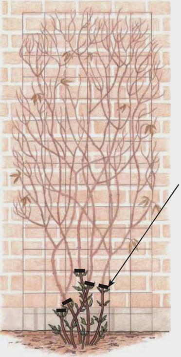 El jardín en febrero 2014 El jardín en febrero 2014