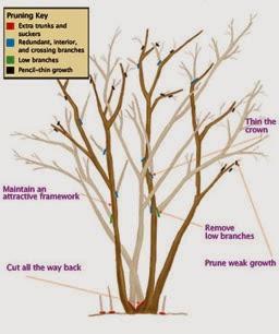 El jardín en febrero 2014 El jardín en febrero 2014