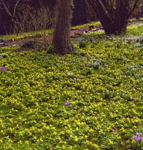 El jardín en febrero 2014 El jardín en febrero 2014