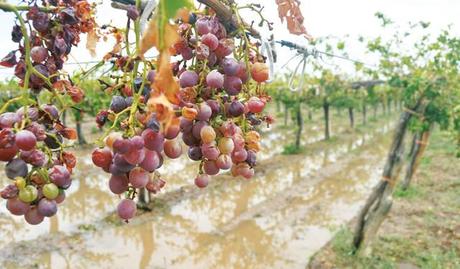 ERROR DEL INV Y LE ECHA LA CULPA AL CLIMA UvaCosechaINV-22052014