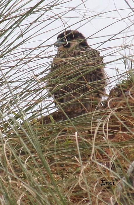 EL ANIMAL MÁS VELOZ DE LA TIERRA Y SU FAMILIA