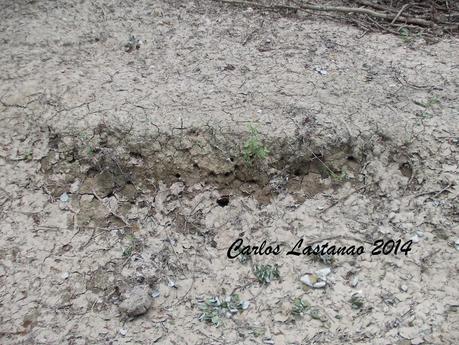 De la inundación a la sequía