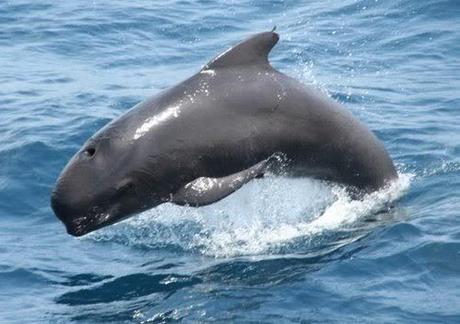 Calderón (ballena piloto)