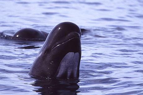 Calderón (ballena piloto)