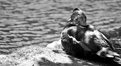 De paseo: Lago Castiñeiras.