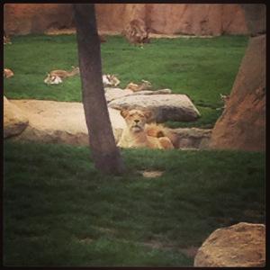 Si me descuido me lo traen a casa, él se venía con nosotros sin problema