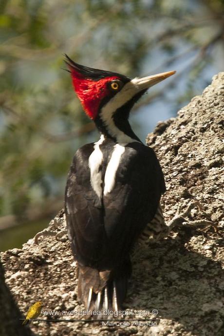 Carpintero garganta negra (Crimson-crested Woodpecker) Campephilus melanoleucos