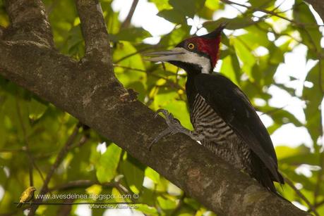 Carpintero garganta negra (Crimson-crested Woodpecker) Campephilus melanoleucos