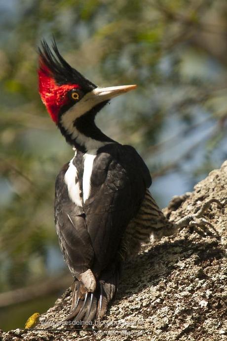Carpintero garganta negra (Crimson-crested Woodpecker) Campephilus melanoleucos