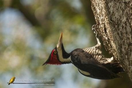 Carpintero garganta negra (Crimson-crested Woodpecker) Campephilus melanoleucos