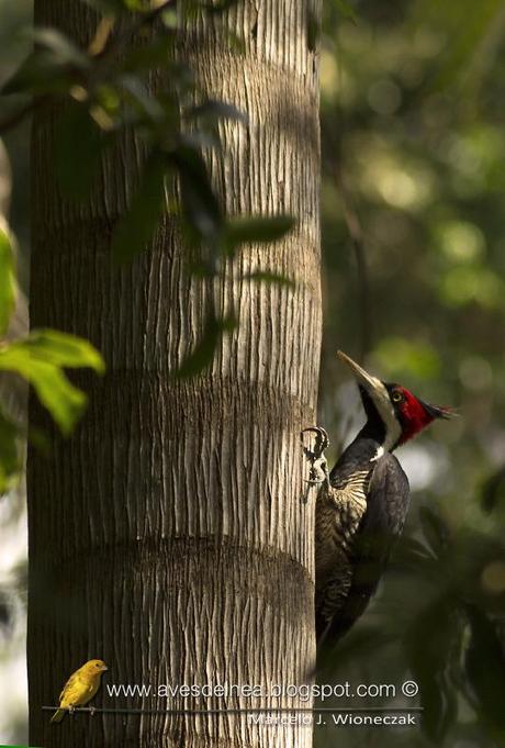 Carpintero garganta negra (Crimson-crested Woodpecker) Campephilus melanoleucos