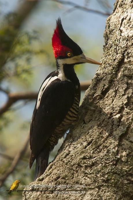 Carpintero garganta negra (Crimson-crested Woodpecker) Campephilus melanoleucos