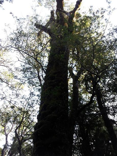 Día 16: Rodeadas de Selva Valdiviana