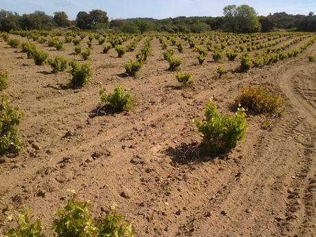 De ruta por viñedos de San Martin de Valdeiglesias - Bernaveleva