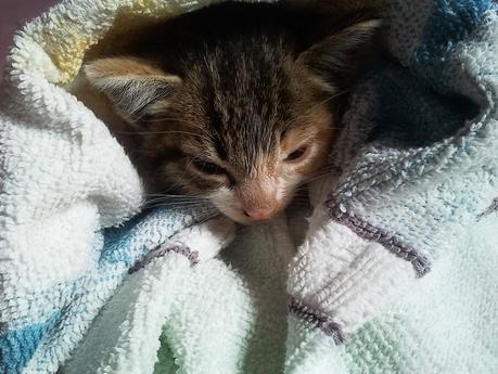 Don Gato pasao por agua :( Don Gato pasao por agua :(