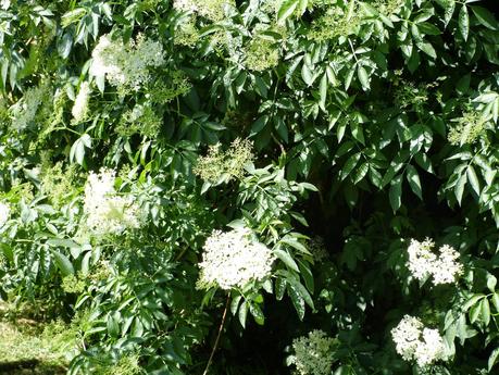FLORES SILVESTRES PARA NUESTROS CENTROS
