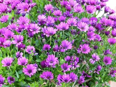 FLORES SILVESTRES PARA NUESTROS CENTROS