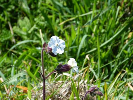 FLORES SILVESTRES PARA NUESTROS CENTROS