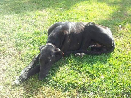 BLACK, OTRO DESECHO DE LA CAZA. (MERIDA)