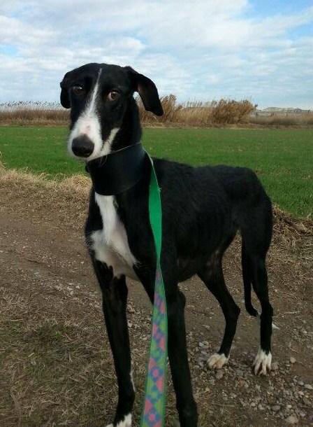 AZUNA, PRECIOSA GALGA EN ADOPCIÓN. (ZARAGOZA)