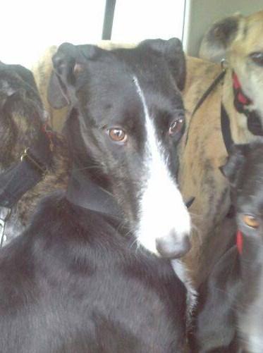 AZUNA, PRECIOSA GALGA EN ADOPCIÓN. (ZARAGOZA)
