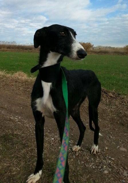 AZUNA, PRECIOSA GALGA EN ADOPCIÓN. (ZARAGOZA)