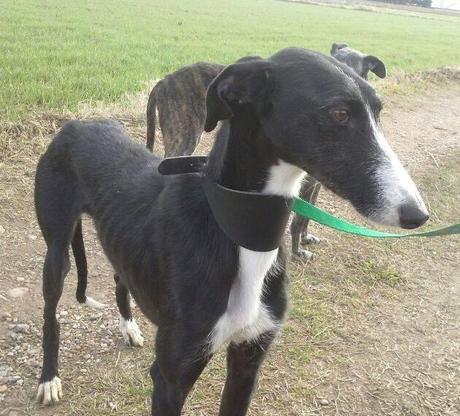 AZUNA, PRECIOSA GALGA EN ADOPCIÓN. (ZARAGOZA)