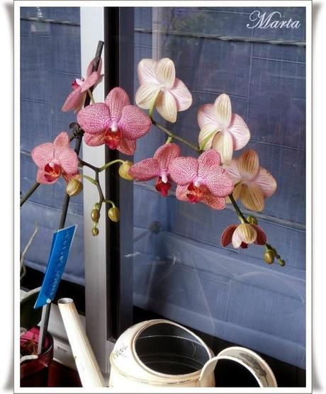 MI PRIMER TRABAJO EN CARTONAJE Y ORQUÍDEA