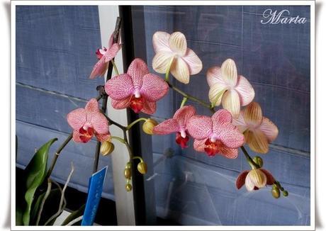 MI PRIMER TRABAJO EN CARTONAJE Y ORQUÍDEA MI PRIMER TRABAJO EN CARTONAJE Y ORQUÍDEA