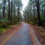 Carril bici hacia Biscarrosse