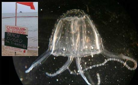 medusa Irukandji (Carukia barnesi)