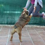 bailando con bulldog 8