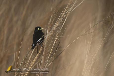 Pico de plata (Spectacled tyrant) Hymenops perspicillatus