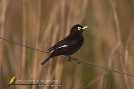 Pico de plata (Spectacled tyrant) Hymenops perspicillatus