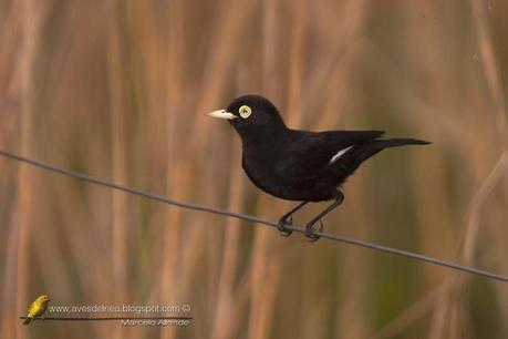 Pico de plata (Spectacled tyrant) Hymenops perspicillatus